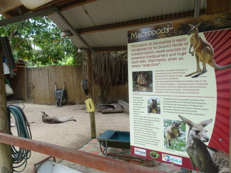 キュランダ散策 キュランダコアラガーデンズ 編 気ままな飛行機人のプログ